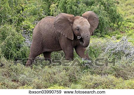 "African Elephant (Loxodonta africana), young, Addo Elephant National Park, Eastern Cape, South Africa, Africa" View Large Photo Image Stock Photo - "African Elephant (Loxodonta africana), young, Addo Elephant National Park, Eastern Cape, South Africa, Africa". Fotosearch