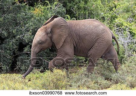 "African Elephant (Loxodonta africana), young, Addo Elephant National Park, Eastern Cape, South Africa, Africa" View Large Photo Image Stock Photo - "African Elephant (Loxodonta africana), young, Addo Elephant National Park, Eastern Cape, South Africa, Africa". Fotosearch