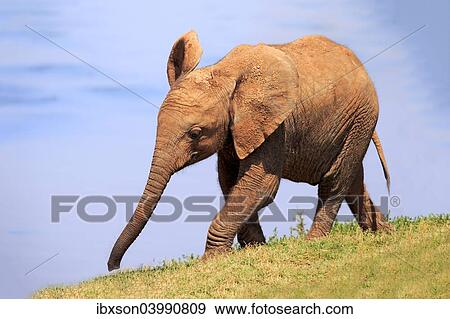 "African Elephant (Loxodonta africana), young, Addo Elephant National Park, Eastern Cape, South Africa, Africa" View Large Photo Image Stock Photo - "African Elephant (Loxodonta africana), young, Addo Elephant National Park, Eastern Cape, South Africa, Africa". Fotosearch