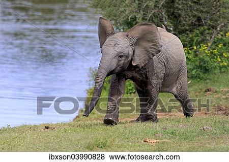 "African elephant (Loxodonta africana), young animal, running, Addo Elephant National Park, Eastern Cape, South Africa, Africa" View Large Photo Image Stock Photo - "African elephant (Loxodonta africana), young animal, running, Addo Elephant National Park, Eastern Cape, South Africa, Africa". Fotosearch