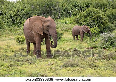 "African elephant (Loxodonta africana) foraging mother with young, Addo Elephant National Park, Eastern Cape, South Africa, Africa" View Large Photo Image Stock Photo - "African elephant (Loxodonta africana) foraging mother with young, Addo Elephant National Park, Eastern Cape, South Africa, Africa". Fotosearch