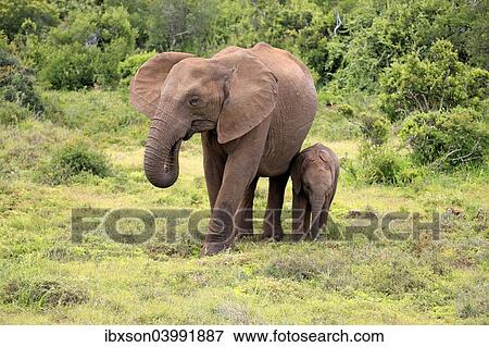 "African elephant (Loxodonta africana) foraging mother with young, Addo Elephant National Park, Eastern Cape, South Africa, Africa" View Large Photo Image Stock Photo - "African elephant (Loxodonta africana) foraging mother with young, Addo Elephant National Park, Eastern Cape, South Africa, Africa". Fotosearch