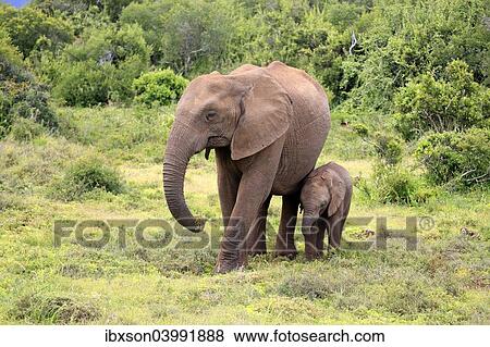 "African elephant (Loxodonta africana) foraging mother with young, Addo Elephant National Park, Eastern Cape, South Africa, Africa" View Large Photo Image Stock Photo - "African elephant (Loxodonta africana) foraging mother with young, Addo Elephant National Park, Eastern Cape, South Africa, Africa". Fotosearch