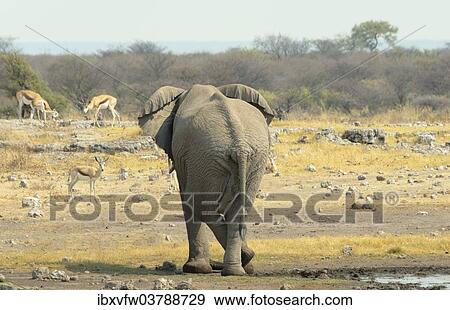 "African Elephant (Loxodonta africana) standing cross-legged by the water, from behind, Koinachas waterhole, Etosha National Park, Namibia, Africa" View Large Photo Image Stock Photo - "African Elephant (Loxodonta africana) standing cross-legged by the water, from behind, Koinachas waterhole, Etosha National Park, Namibia, Africa". Fotosearch