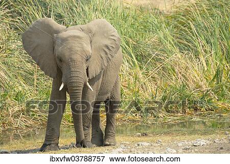 Stock Photo - "African Elephant (Loxodonta africana), young animal standing in front of reeds, Koinachas waterhole, Etosha National Park, Namibia, Africa". Fotosearch