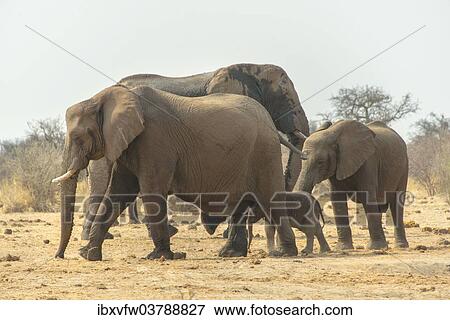 "African Elephant (Loxodonta africana), Herd of elephants with baby elephant marching, Tsumcor water hole, Etosha National Park, Namibia, Africa" View Large Photo Image Stock Photo - "African Elephant (Loxodonta africana), Herd of elephants with baby elephant marching, Tsumcor water hole, Etosha National Park, Namibia, Africa". Fotosearch