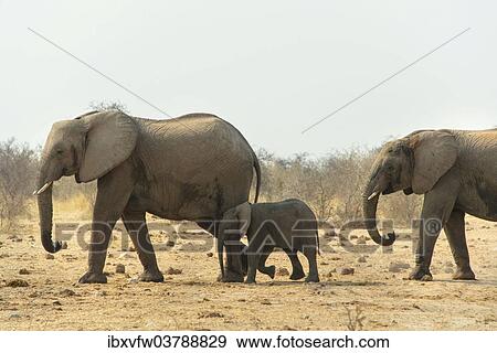 "African elephant (Loxodonta africana), adults with calf, Tsumcor water hole, Etosha National Park, Namibia, Africa" View Large Photo Image Stock Photo - "African elephant (Loxodonta africana), adults with calf, Tsumcor water hole, Etosha National Park, Namibia, Africa". Fotosearch