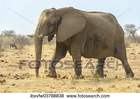 "African Elephant (Loxodonta africana), Tsumcor water hole, Etosha National Park, Namibia, Africa" View Large Photo Image Stock Photo - "African Elephant (Loxodonta africana), Tsumcor water hole, Etosha National Park, Namibia, Africa". Fotosearch