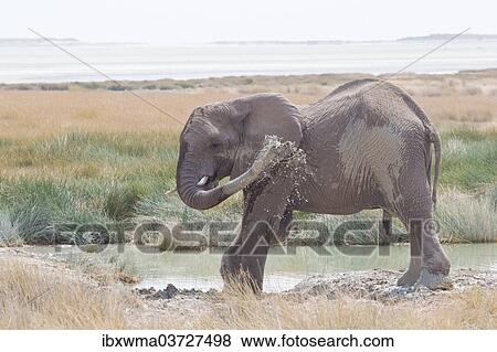 Stock Photo - "African Elephant (Loxodonta africana) sprayed itself with water, Etosha National Park, Namibia, Africa". Fotosearch