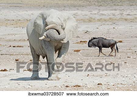 "African Elephant (Loxodonta africana) and Wildebeest (Connochaetes sp. ), Etosha National Park, Namibia, Africa" View Large Photo Image Stock Photo - "African Elephant (Loxodonta africana) and Wildebeest (Connochaetes sp. ), Etosha National Park, Namibia, Africa". Fotosearch