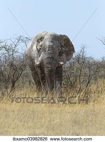 "African Elephant (Loxodonta africana), adult bull, Etosha National Park, Namibia, Africa" View Large Photo Image Stock Photograph - "African Elephant (Loxodonta africana), adult bull, Etosha National Park, Namibia, Africa". Fotosearch
