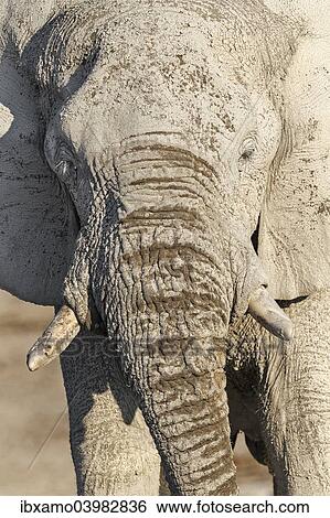 "African Elephant (Loxodonta africana), adult bull, covered in mud, Etosha National Park, Namibia, Africa" View Large Photo Image Stock Photograph - "African Elephant (Loxodonta africana), adult bull, covered in mud, Etosha National Park, Namibia, Africa". Fotosearch