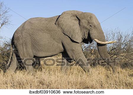 Stock Photograph - "African Elephant (Loxodonta africana), Kruger National Park, South Africa, Africa". Fotosearch
