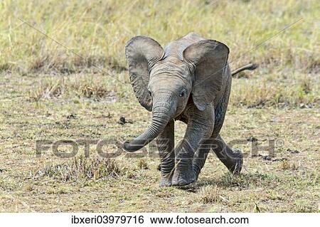 Stock Photograph - "African Elephant (Loxodonta africana), calf, 3 months, Maasai Mara, Kenya, Africa". Fotosearch