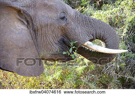 "African Elephant (Loxodonta africana), Portrait, feeding, Samburu National Reserve, Kenya, Africa" View Large Photo Image Stock Photograph - "African Elephant (Loxodonta africana), Portrait, feeding, Samburu National Reserve, Kenya, Africa". Fotosearch