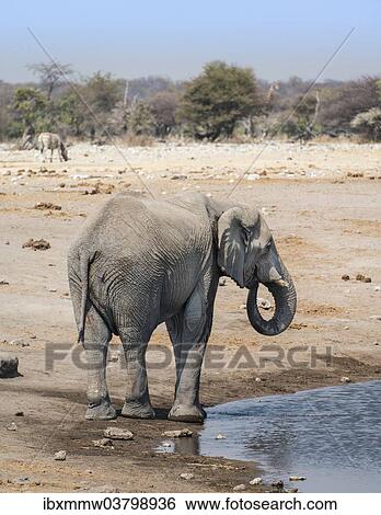 Stock Photograph - "African Elephant (Loxodonta africana) at the Chudop waterhole, Etosha National Park, Namibia, Africa". Fotosearch