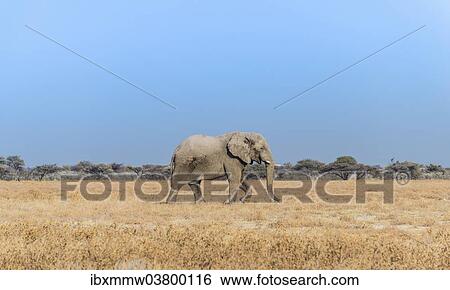 "African Elephant (Loxodonta africana), bull elephant, Etosha National Park, Namibia, Africa" View Large Photo Image Stock Photograph - "African Elephant (Loxodonta africana), bull elephant, Etosha National Park, Namibia, Africa". Fotosearch