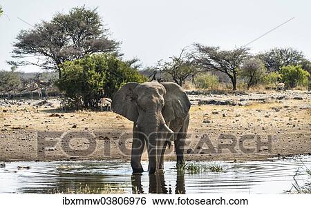 "African Elephant (Loxodonta africana) drinking in the water, Etosha National Park, Koinachas waterhole, Namibia, Africa" View Large Photo Image Stock Photograph - "African Elephant (Loxodonta africana) drinking in the water, Etosha National Park, Koinachas waterhole, Namibia, Africa". Fotosearch