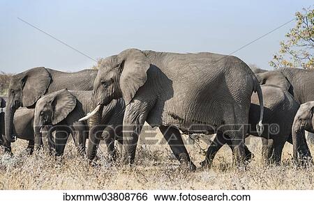 "African elephant (Loxodonta africana), herd, Etosha National Park, Namibia, Africa" View Large Photo Image Stock Photograph - "African elephant (Loxodonta africana), herd, Etosha National Park, Namibia, Africa". Fotosearch