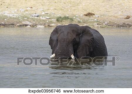 "African Elephant (Loxodonta africana) standing in waterhole, Etosha National Park, Namibia, Africa" View Large Photo Image Stock Photograph - "African Elephant (Loxodonta africana) standing in waterhole, Etosha National Park, Namibia, Africa". Fotosearch