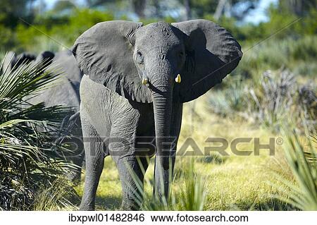"African elephant (Loxodonta africana), Okavango Delta, Botswana, Africa" View Large Photo Image Stock Photograph - "African elephant (Loxodonta africana), Okavango Delta, Botswana, Africa". Fotosearch