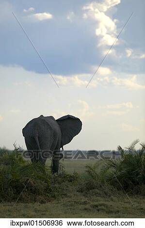 Stock Photograph - "African elephant (Loxodonta africana), Okavango Delta, Botswana, Africa". Fotosearch