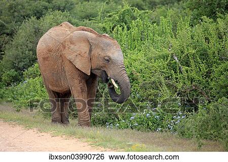 "African Elephant (Loxodonta africana), adult feeding, foraging, Addo Elephant National Park, Eastern Cape, South Africa, Africa" View Large Photo Image Stock Photograph - "African Elephant (Loxodonta africana), adult feeding, foraging, Addo Elephant National Park, Eastern Cape, South Africa, Africa". Fotosearch