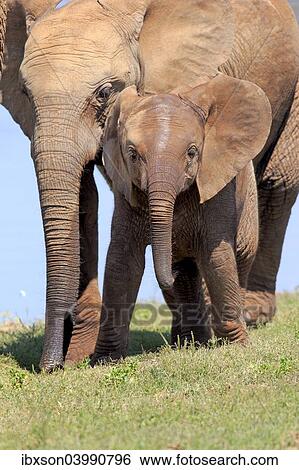 "African Elephant (Loxodonta africana), female with young, Addo Elephant National Park, Eastern Cape, South Africa, Africa" View Large Photo Image Stock Photograph - "African Elephant (Loxodonta africana), female with young, Addo Elephant National Park, Eastern Cape, South Africa, Africa". Fotosearch