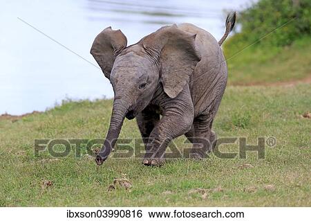 "African elephant (Loxodonta africana), young animal, running, Addo Elephant National Park, Eastern Cape, South Africa, Africa" View Large Photo Image Stock Photograph - "African elephant (Loxodonta africana), young animal, running, Addo Elephant National Park, Eastern Cape, South Africa, Africa". Fotosearch