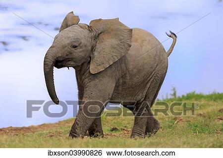 "African elephant (Loxodonta africana), young animal, running, Addo Elephant National Park, Eastern Cape, South Africa, Africa" View Large Photo Image Stock Photograph - "African elephant (Loxodonta africana), young animal, running, Addo Elephant National Park, Eastern Cape, South Africa, Africa". Fotosearch