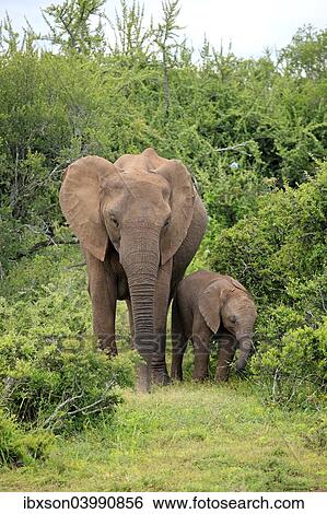 "African elephant (Loxodonta africana) foraging mother with young, Addo Elephant National Park, Eastern Cape, South Africa, Africa" View Large Photo Image Stock Photograph - "African elephant (Loxodonta africana) foraging mother with young, Addo Elephant National Park, Eastern Cape, South Africa, Africa". Fotosearch