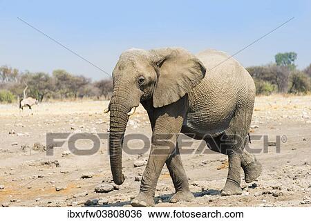 "African Elephant (Loxodonta africana), Etosha National Park, Namibia, Africa" View Large Photo Image Stock Photograph - "African Elephant (Loxodonta africana), Etosha National Park, Namibia, Africa". Fotosearch