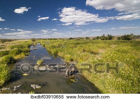 "African Elephant (Loxodonta africana) drinking at a river, Kruger National Park, South Africa, Africa" View Large Photo Image Stock Photography - "African Elephant (Loxodonta africana) drinking at a river, Kruger National Park, South Africa, Africa". Fotosearch