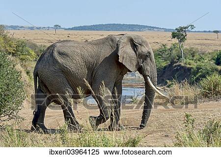 Stock Photography - "African Elephant (Loxodonta africana) at the Mara, Maasai Mara National Reserve, Kenya, Africa". Fotosearch