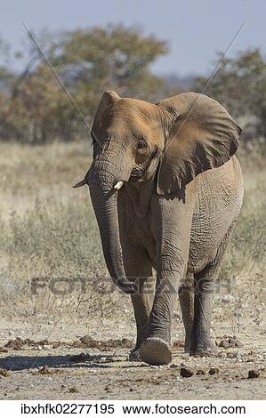 Stock Photography - "African elephant (Loxodonta africana), Etosha National Park, Namibia, Africa". Fotosearch
