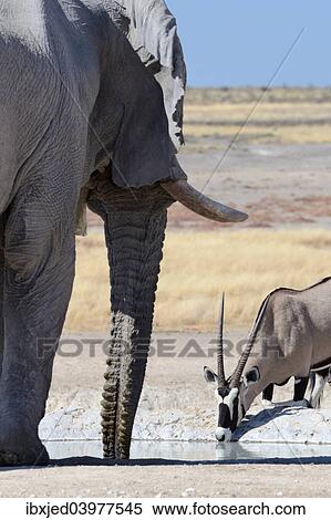 Stock Photography - "African Elephant (Loxodonta africana) and Gemsbok (Oryx gazella), drinking at waterhole, Etosha National Park, Namibia, Africa". Fotosearch