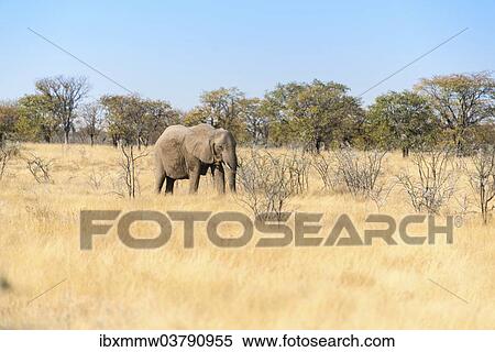 Stock Photography - "African Elephant (Loxodonta africana), Etosha National Park, Namibia, Africa". Fotosearch