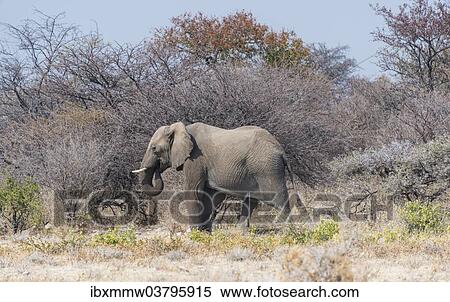 "African Elephant (Loxodonta africana), bull walking through the brush, Etosha National Park, Namibia, Africa" View Large Photo Image Stock Photography - "African Elephant (Loxodonta africana), bull walking through the brush, Etosha National Park, Namibia, Africa". Fotosearch