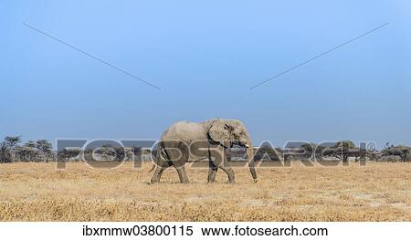"African Elephant (Loxodonta africana), bull elephant, Etosha National Park, Namibia, Africa" View Large Photo Image Stock Photography - "African Elephant (Loxodonta africana), bull elephant, Etosha National Park, Namibia, Africa". Fotosearch