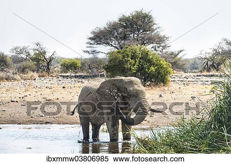 "African Elephant (Loxodonta africana) drinking in the water, Etosha National Park, Koinachas waterhole, Namibia, Africa" View Large Photo Image Stock Photography - "African Elephant (Loxodonta africana) drinking in the water, Etosha National Park, Koinachas waterhole, Namibia, Africa". Fotosearch