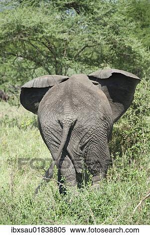 Stock Photography - "African elephant (Loxodonta africana), from behind in shrubbery, back view with tail, Seronera, Serengeti National Park, Tanzania, East Africa, Africa". Fotosearch