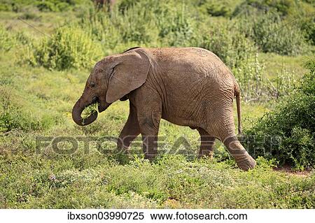 "African Elephant (Loxodonta africana), young feeding, foraging, Addo Elephant National Park, Eastern Cape, South Africa, Africa" View Large Photo Image Stock Photography - "African Elephant (Loxodonta africana), young feeding, foraging, Addo Elephant National Park, Eastern Cape, South Africa, Africa". Fotosearch
