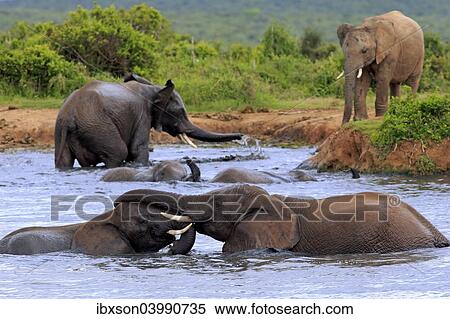 "African elephant (Loxodonta africana) elephants bathing in the water, social behavior, group, Addo Elephant National Park, Eastern Cape, South Africa, Africa" View Large Photo Image Stock Photography - "African elephant (Loxodonta africana) elephants bathing in the water, social behavior, group, Addo Elephant National Park, Eastern Cape, South Africa, Africa". Fotosearch