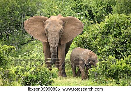 "African elephant (Loxodonta africana) foraging mother with young, Addo Elephant National Park, Eastern Cape, South Africa, Africa" View Large Photo Image Stock Photography - "African elephant (Loxodonta africana) foraging mother with young, Addo Elephant National Park, Eastern Cape, South Africa, Africa". Fotosearch