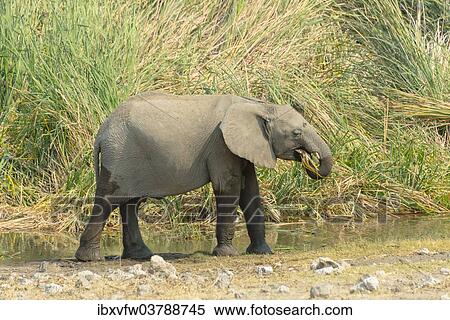 "African Elephant (Loxodonta africana), young animal standing in front of reeds, Koinachas waterhole, Etosha National Park, Namibia, Africa" View Large Photo Image Stock Photography - "African Elephant (Loxodonta africana), young animal standing in front of reeds, Koinachas waterhole, Etosha National Park, Namibia, Africa". Fotosearch