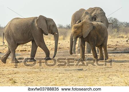 "African Elephant (Loxodonta africana), Elephants at the water hole, Tsumcor water hole, Etosha National Park, Namibia, Africa" View Large Photo Image Stock Photography - "African Elephant (Loxodonta africana), Elephants at the water hole, Tsumcor water hole, Etosha National Park, Namibia, Africa". Fotosearch