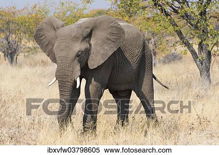 "African Elephant (Loxodonta africana), feeding, Etosha National Park, Namibia, Africa" View Large Photo Image Stock Photography - "African Elephant (Loxodonta africana), feeding, Etosha National Park, Namibia, Africa". Fotosearch