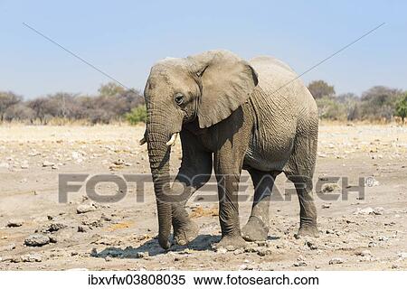 Stock Photography - "African Elephant (Loxodonta africana), Etosha National Park, Namibia, Africa". Fotosearch