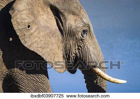 Stock Photography - "African Elephant or African Bush Elephant (Loxodonta africana), Addo Elephant National Park, Eastern Cape, South Africa, Africa". Fotosearch
