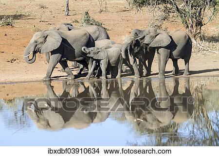 "African Elephants (Loxodonta africana) herd drinking at a waterhole, Kruger National Park, South Africa, Africa" View Large Photo Image Picture - "African Elephants (Loxodonta africana) herd drinking at a waterhole, Kruger National Park, South Africa, Africa". Fotosearch